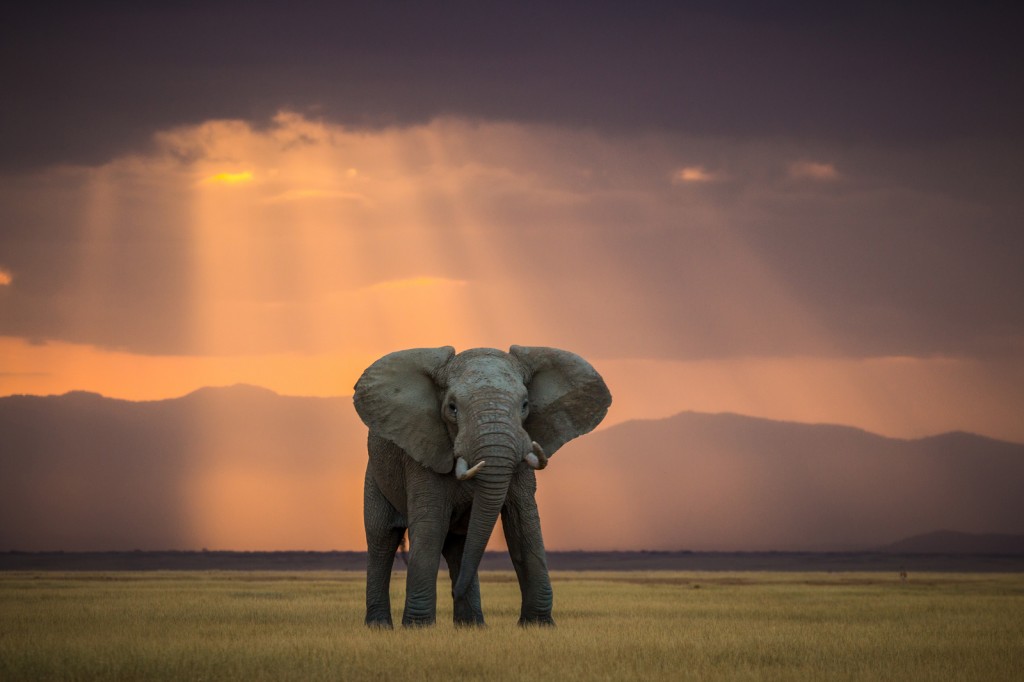world-elephant-day-Pieter-jacobus-ras