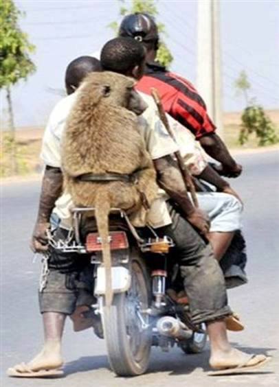Baboon rider