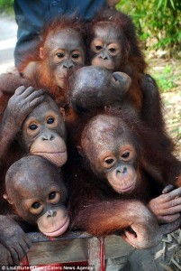 Baby Orangutans 2