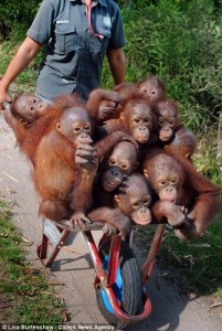 Baby Orangutans 3