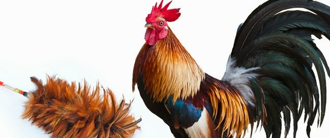 rooster_featherduster-650x272