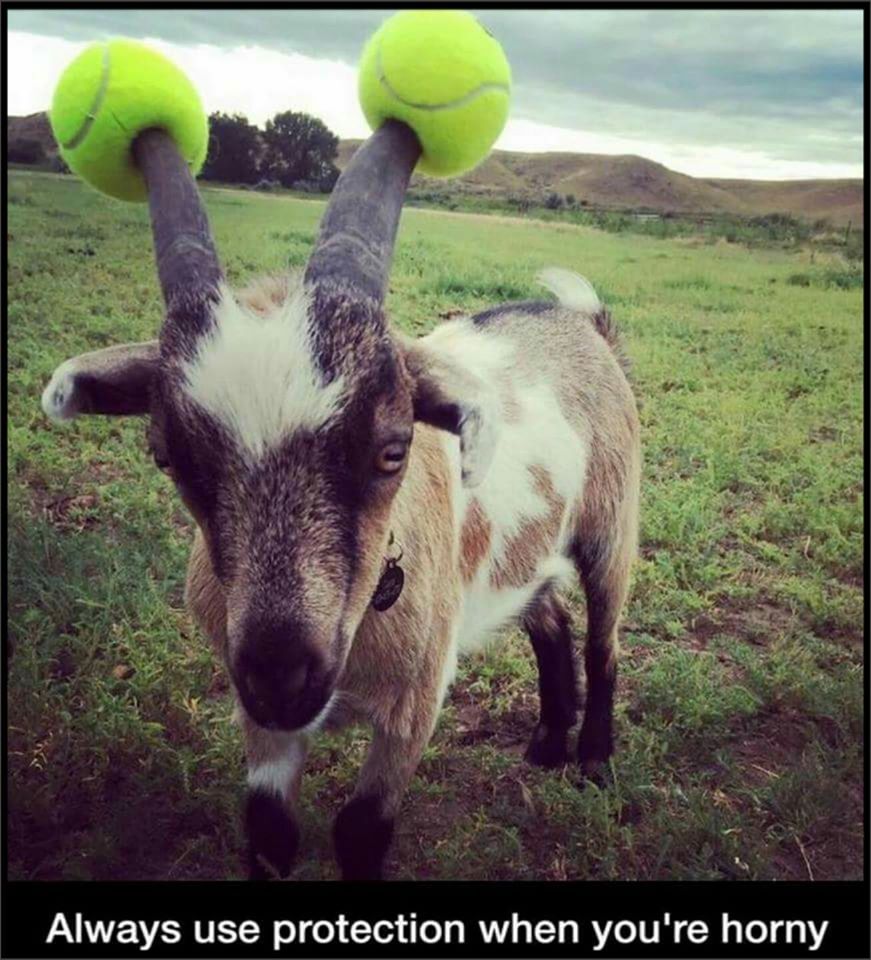 Tennis Goat