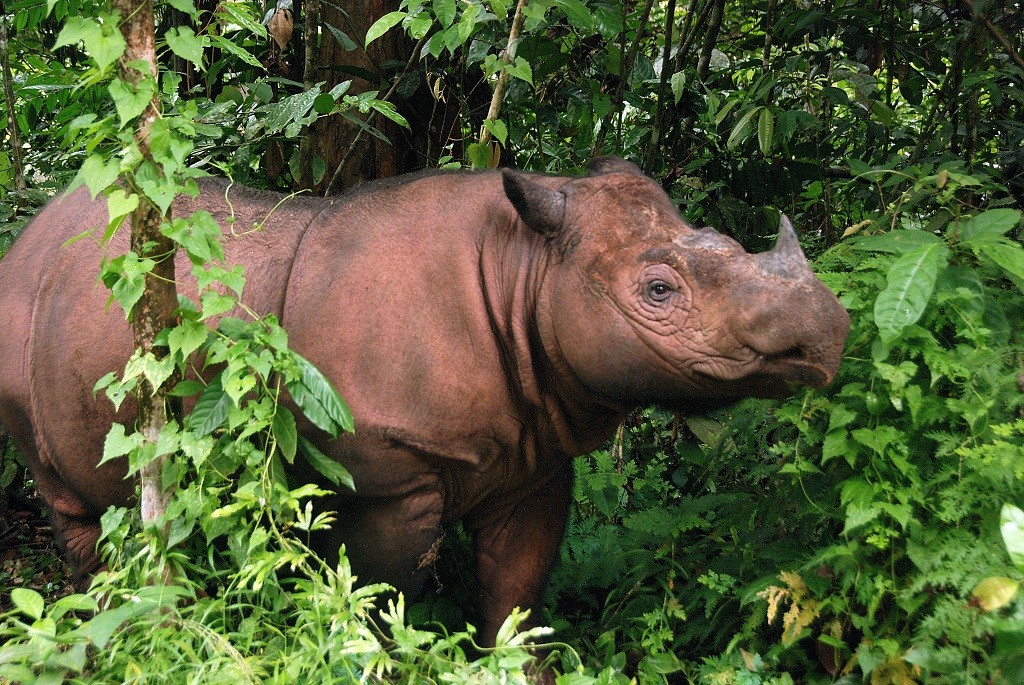 This March 2012 photo released by the International Rhino Foundation, shows Ratu, a Sumatran Rhinoceros, at the Way Kambas National Park in Indonesia. Ratu has been pregnant for 16 months and her calf is expected to arrive any time in the next two to three weeks, a rare event that has only happened three times in the last century, experts said on June 22, 2012. = RESTRICTED TO EDITORIAL USE - MANDATORY CREDIT "AFP PHOTO / International Rhino Foundation / Bill Konstant" - NO MARKETING NO ADVERTISING CAMPAIGNS - DISTRIBUTED AS A SERVICE TO CLIENTS =