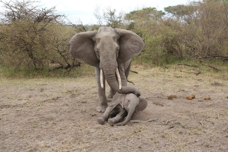*** EXCLUSIVE - VIDEO AVAILABLE *** KENYA, AFRICA - OCTOBER 27: Distressed elephant tries to protect her unconscious baby in a heartbreaking display of motherly love on October 27, 2015 in Kenya. A DISTRESSED elephant tries to protect her unconscious baby in a heartbreaking display of motherly love. The dramatic footage shows a calf being darted by a compassionate veterinary team after it was injured by a poacher's snare. The traumatic scenes took place at the Olaro Motorogi Conservancy in South West Kenya, after a call came through reporting a calf dragging a snare on his hind leg. But when the SkyVets from David Sheldrick Wildlife Trust and Kenya Wildlife Service tried to treat the two-year-old, the protective mother tried to rouse her baby from the anaesthetic - before also being darted to ensure her parental instincts did not interfere with the rescue effort. Rob Brandford, Executive Director of the David Sheldrick Wildlife Trust (UK), spoke about the emotional footage, which was shot in October of last year. PHOTOGRAPH BY THE DWTS / Barcroft Media UK Office, London. T +44 845 370 2233 W www.barcroftmedia.com USA Office, New York City. T +1 212 796 2458 W www.barcroftusa.com Indian Office, Delhi. T +91 11 4053 2429 W www.barcroftindia.com