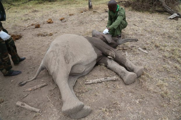 *** EXCLUSIVE - VIDEO AVAILABLE *** KENYA, AFRICA - OCTOBER 27: SkyVet treat several elephants suffering from horrendous wounds caused by snares on October 27, 2015 in Kenya. A DISTRESSED elephant tries to protect her unconscious baby in a heartbreaking display of motherly love. The dramatic footage shows a calf being darted by a compassionate veterinary team after it was injured by a poacher's snare. The traumatic scenes took place at the Olaro Motorogi Conservancy in South West Kenya, after a call came through reporting a calf dragging a snare on his hind leg. But when the SkyVets from David Sheldrick Wildlife Trust and Kenya Wildlife Service tried to treat the two-year-old, the protective mother tried to rouse her baby from the anaesthetic - before also being darted to ensure her parental instincts did not interfere with the rescue effort. Rob Brandford, Executive Director of the David Sheldrick Wildlife Trust (UK), spoke about the emotional footage, which was shot in October of last year. PHOTOGRAPH BY THE DWTS / Barcroft Media UK Office, London. T +44 845 370 2233 W www.barcroftmedia.com USA Office, New York City. T +1 212 796 2458 W www.barcroftusa.com Indian Office, Delhi. T +91 11 4053 2429 W www.barcroftindia.com