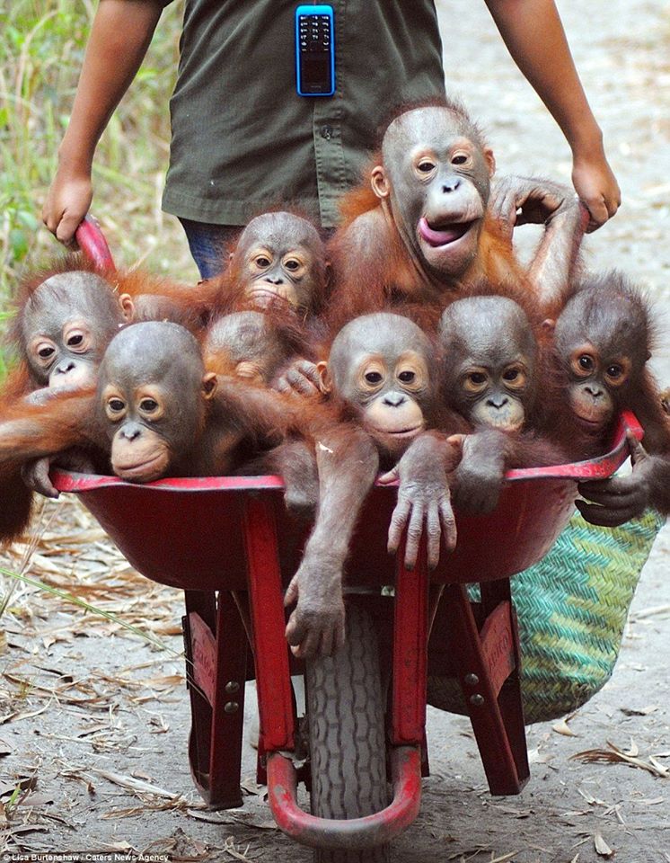 Baby Orangutans 1