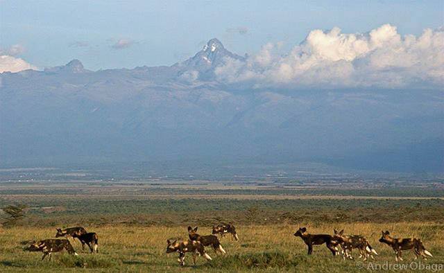 Wild Dogs Mt Kenya