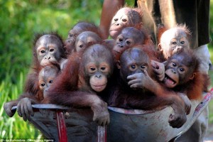 Baby Orangutans 4