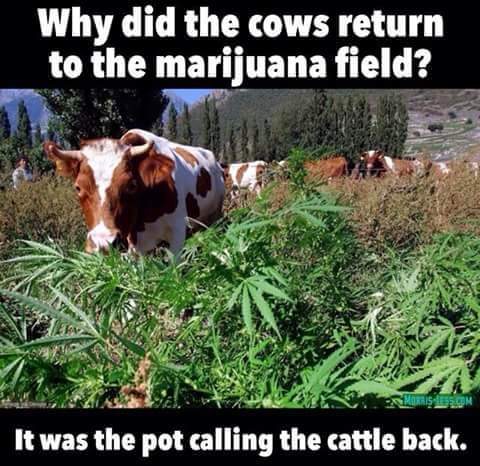 Stoned cow