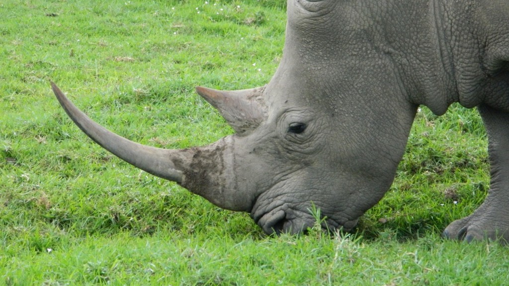 Rhino 22