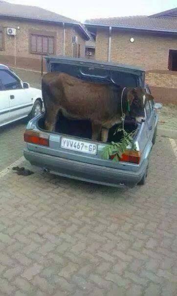 Cow in boot