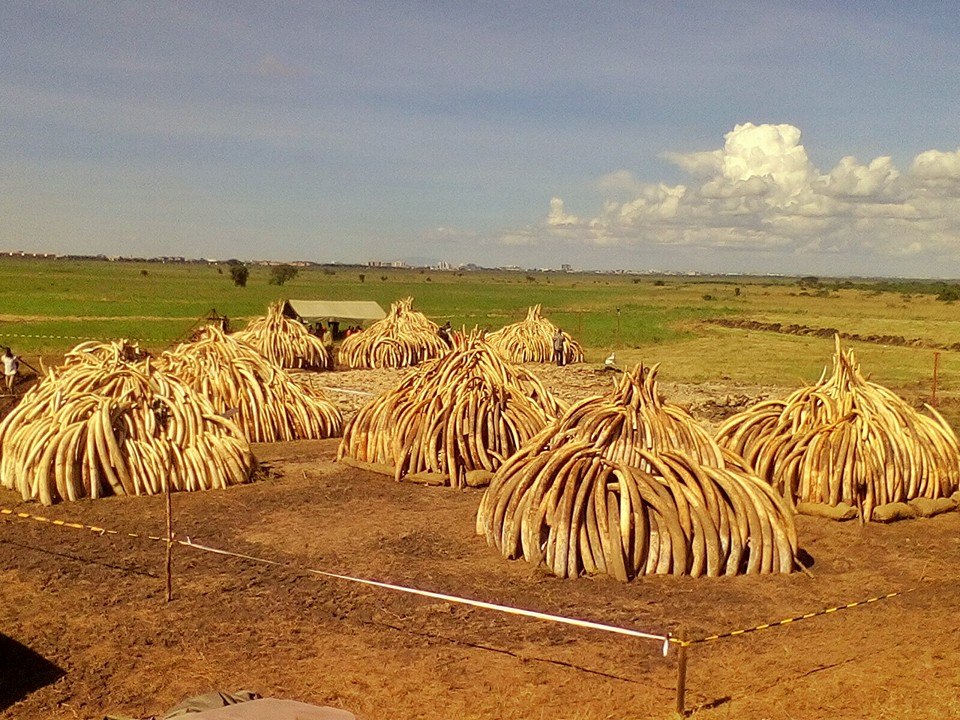 Ivory Burn Kenya