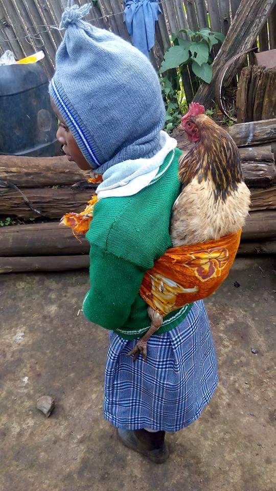 Only in Africa Chook